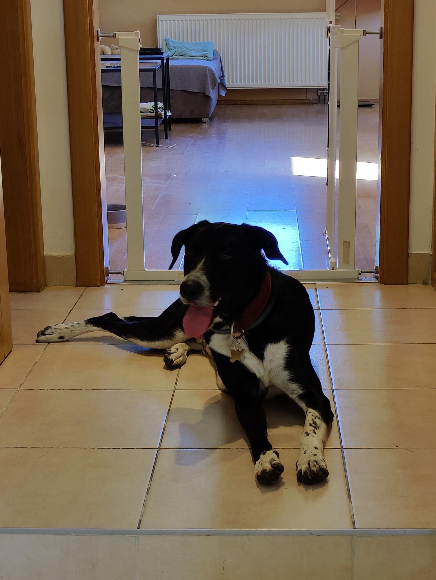 Puppy Daycare foto 5
