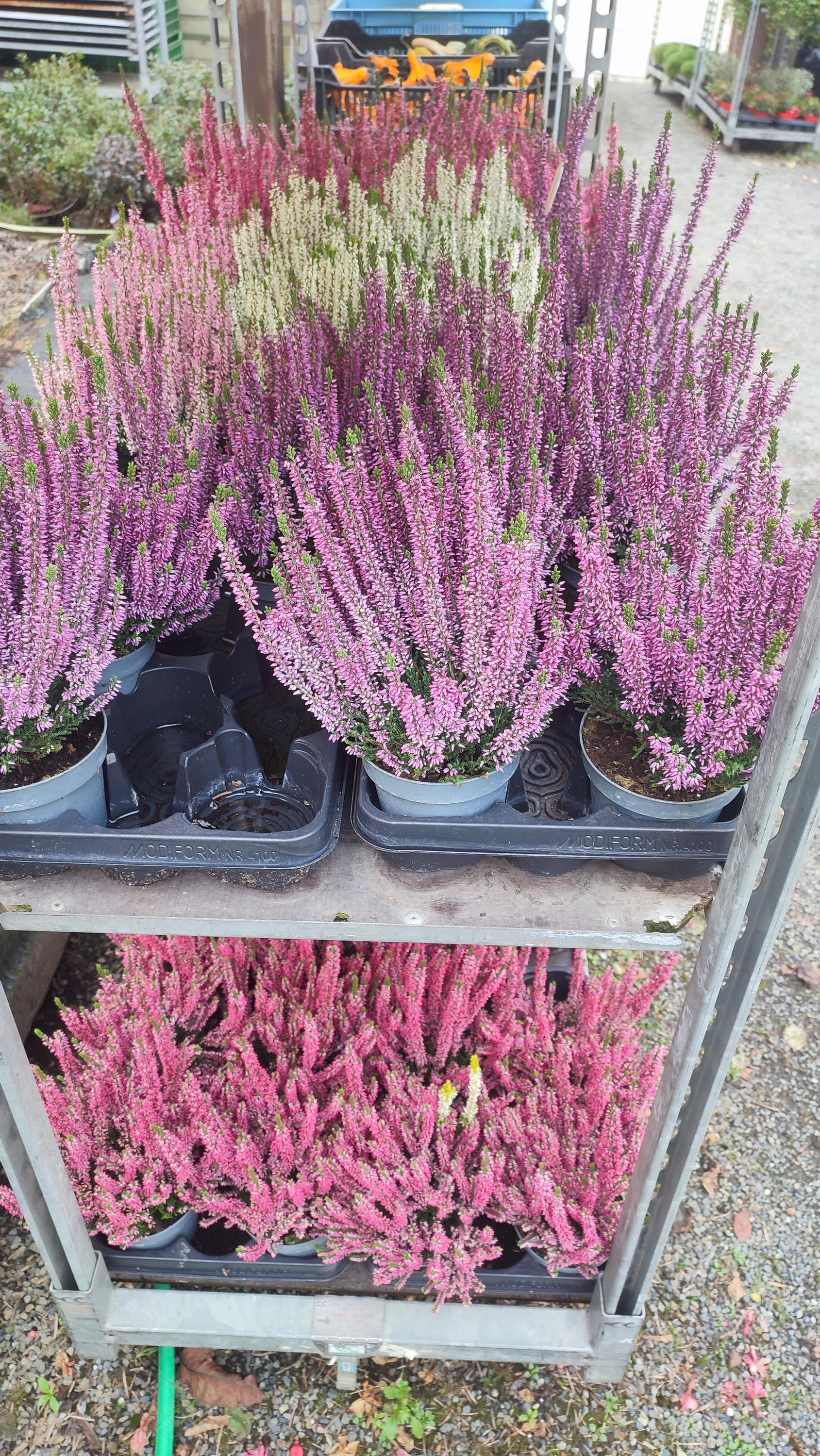 Zahradnictví Mostní foto 2