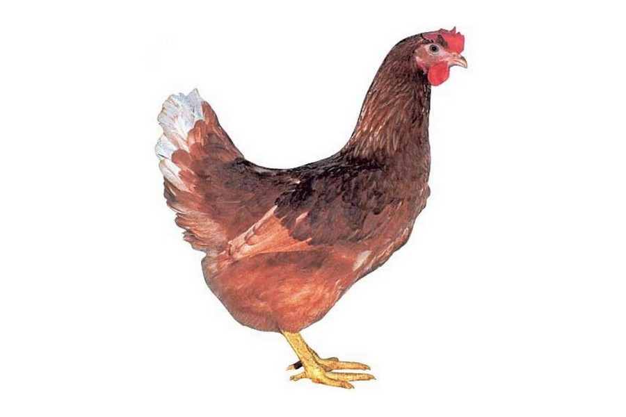 Dominant Hnědý D102