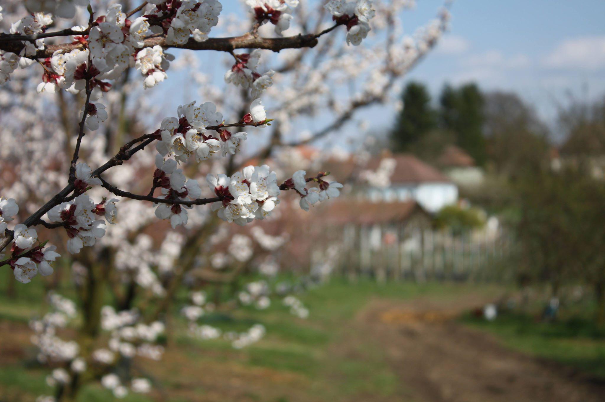 Ovocnářství Drahoraz