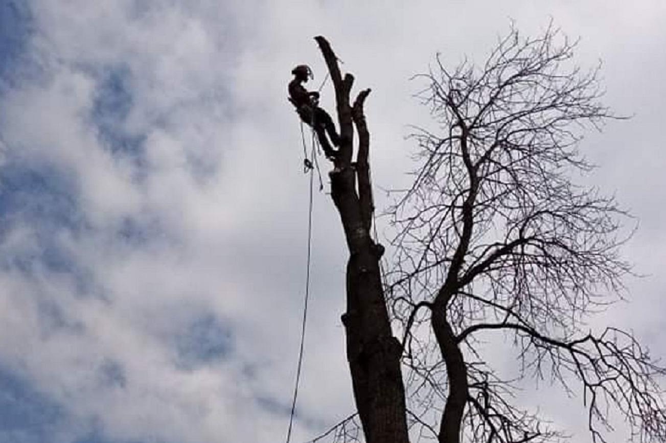 Rizikové kácení stromů Miroslav Hanuš foto 1