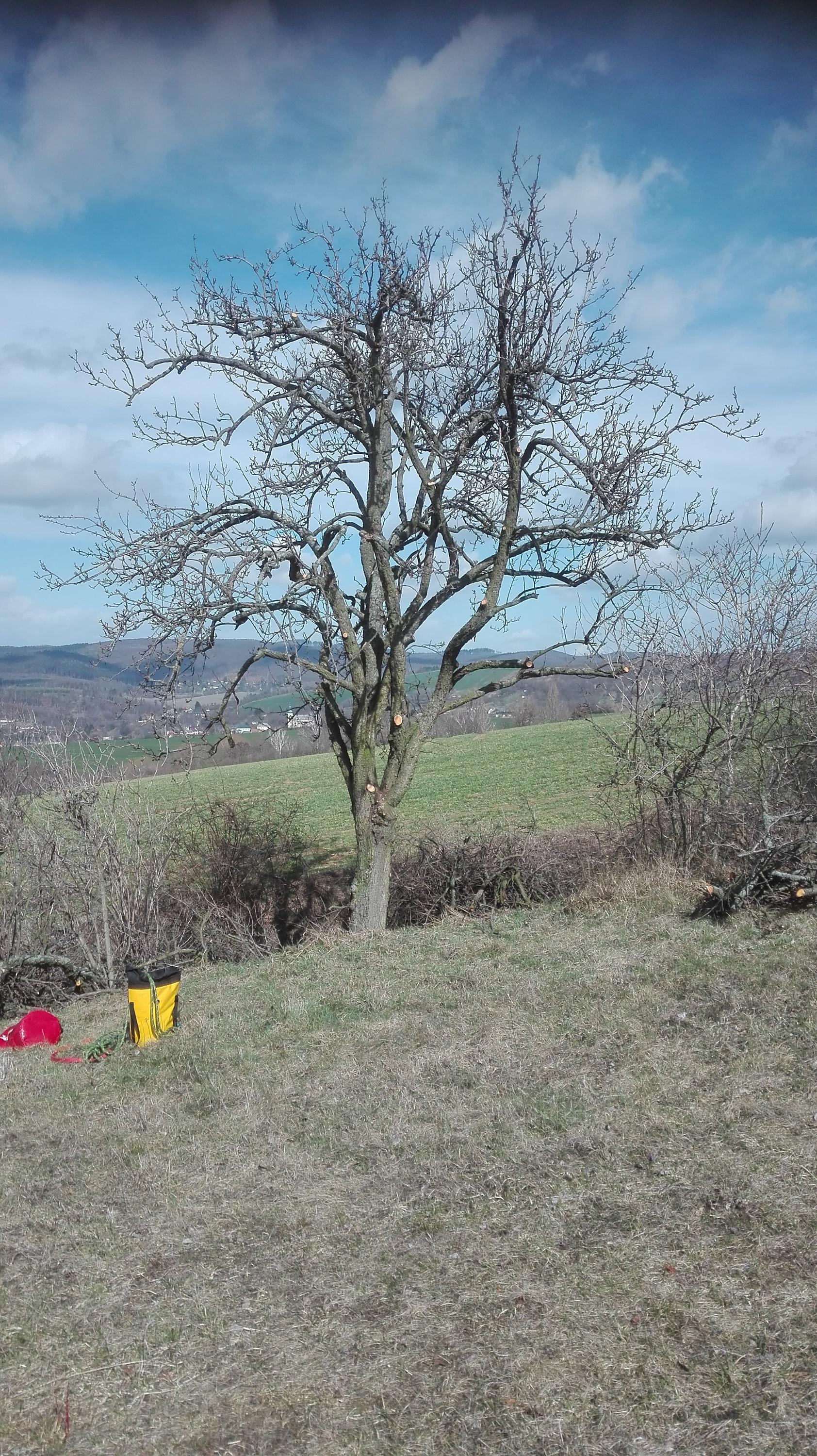 Bc. Ondřej Drábek - ARBORISTA foto 2