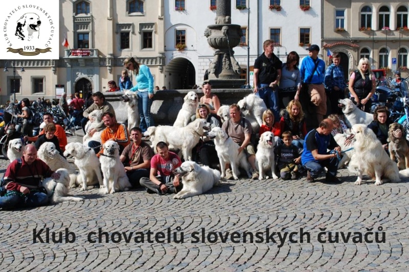 Klub chovatelů slovenských čuvačů v České republice založený v roce 1933, z.s. foto 2