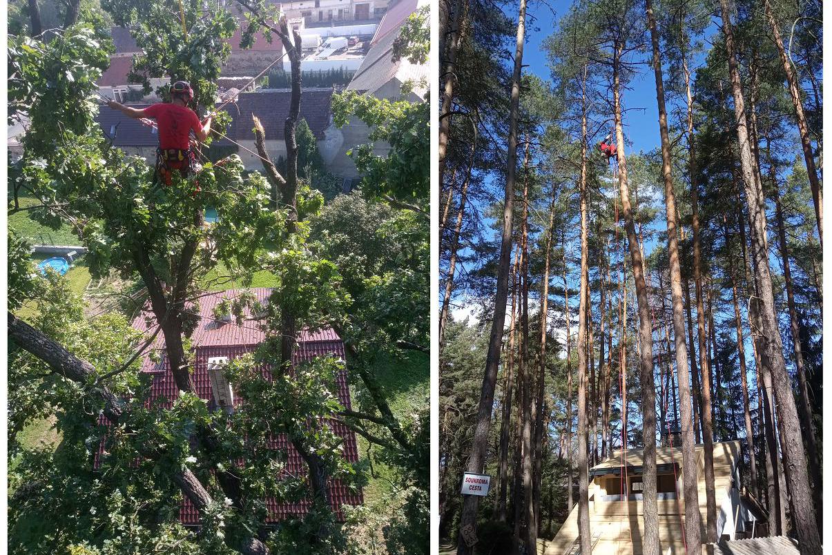 Arboristika - Plzeň