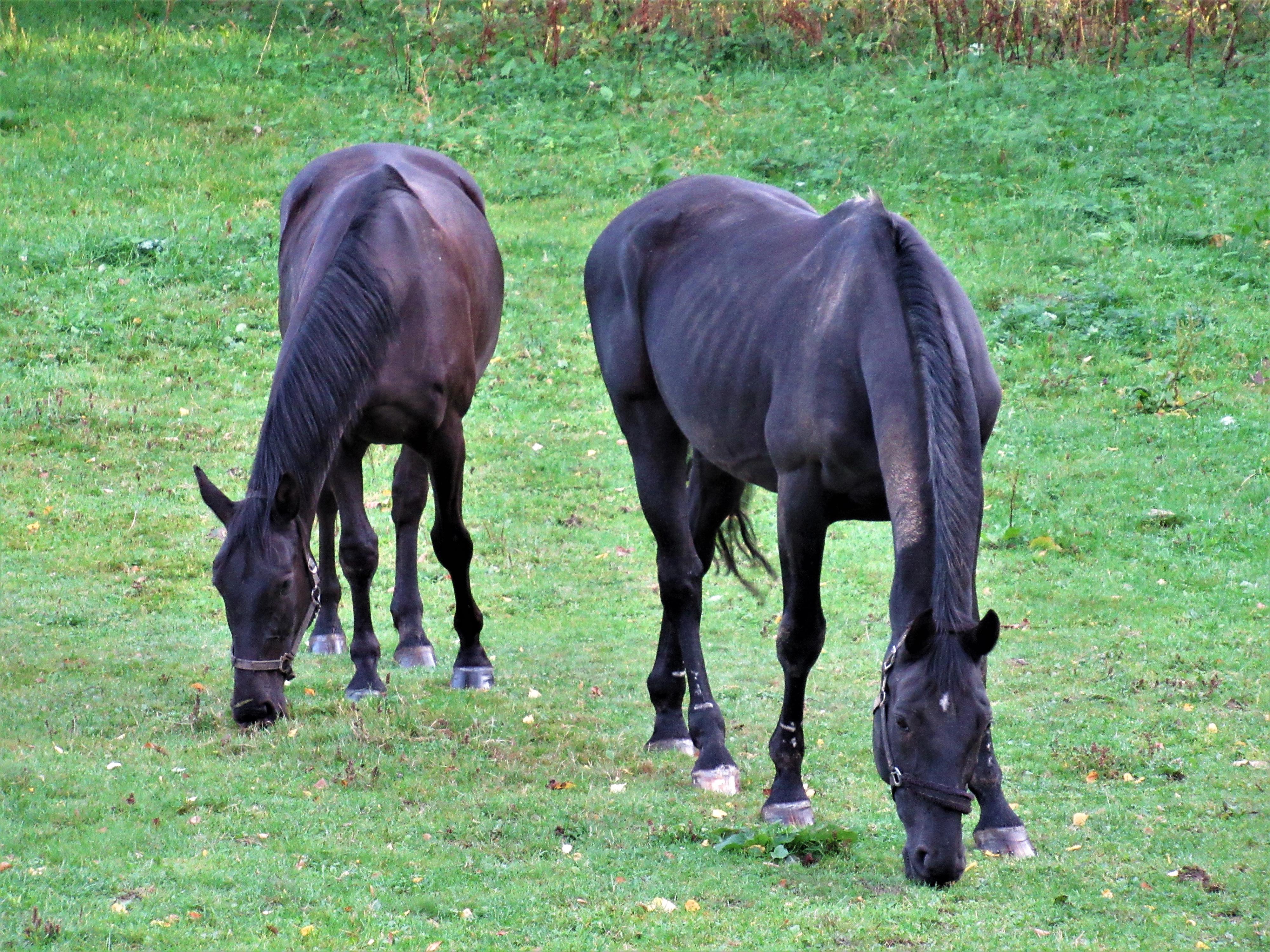 Jezdecký klub ADAM foto 4