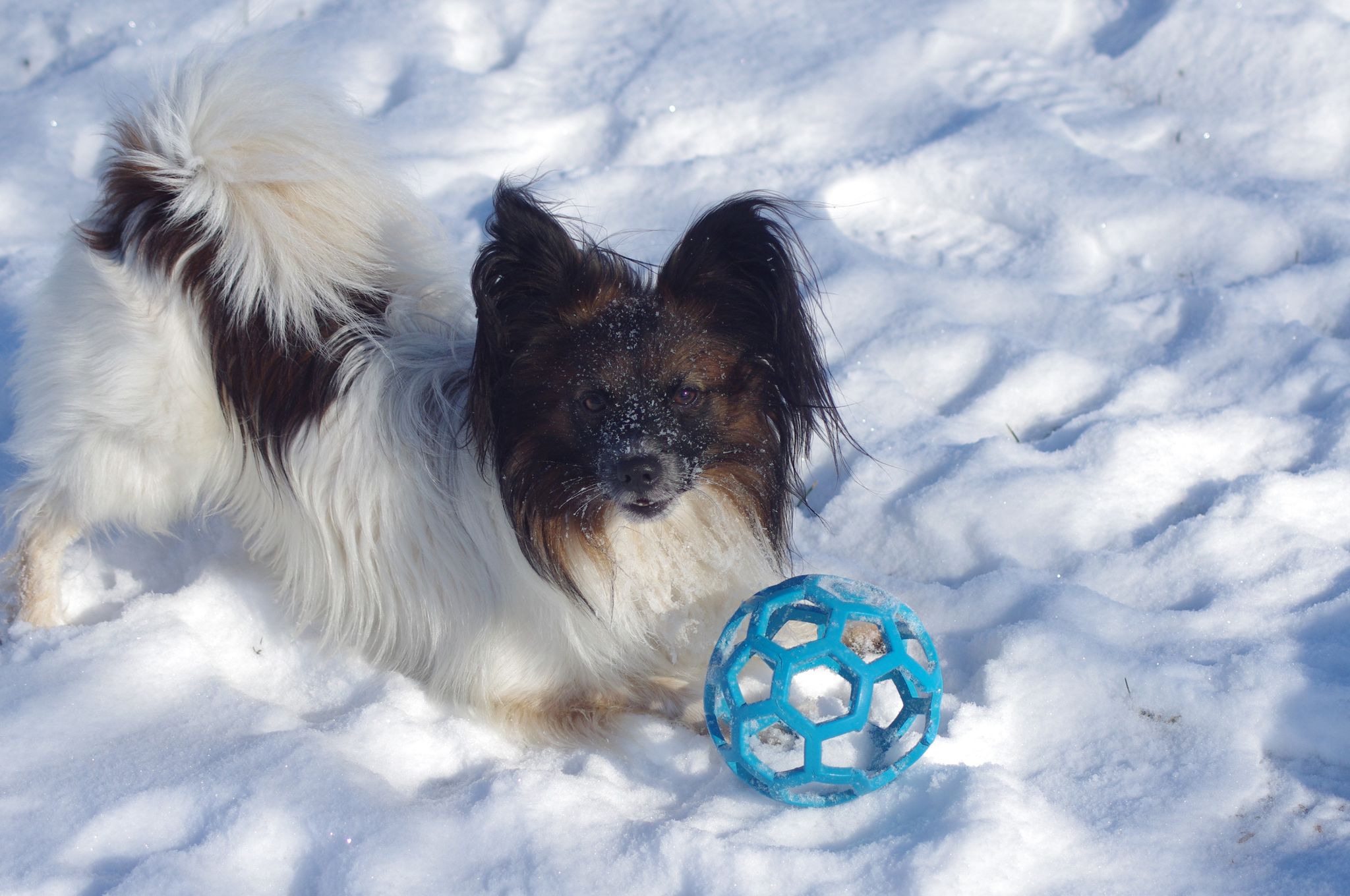 Spolek Agility klub Třebíč