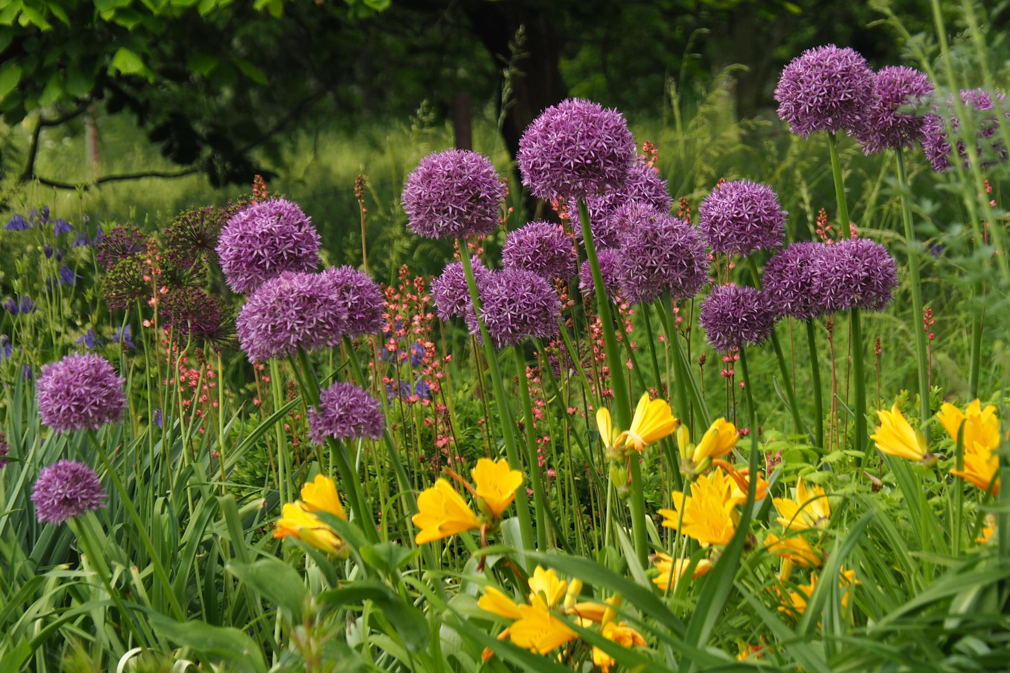 Zahradní a krajinářská architektura - Ing. Kateřina Rytinová