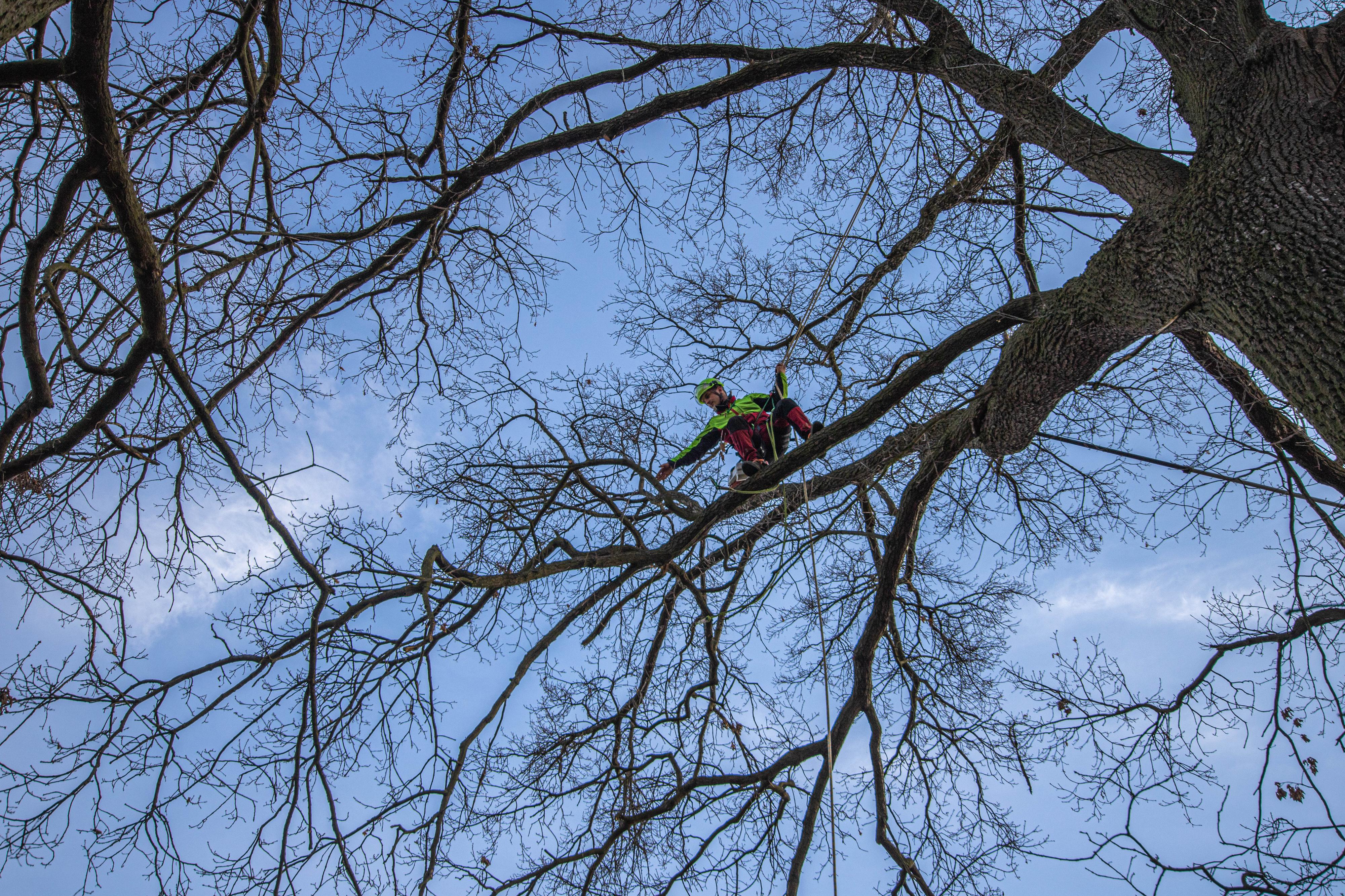 Tomáš Votava - arborista foto 2