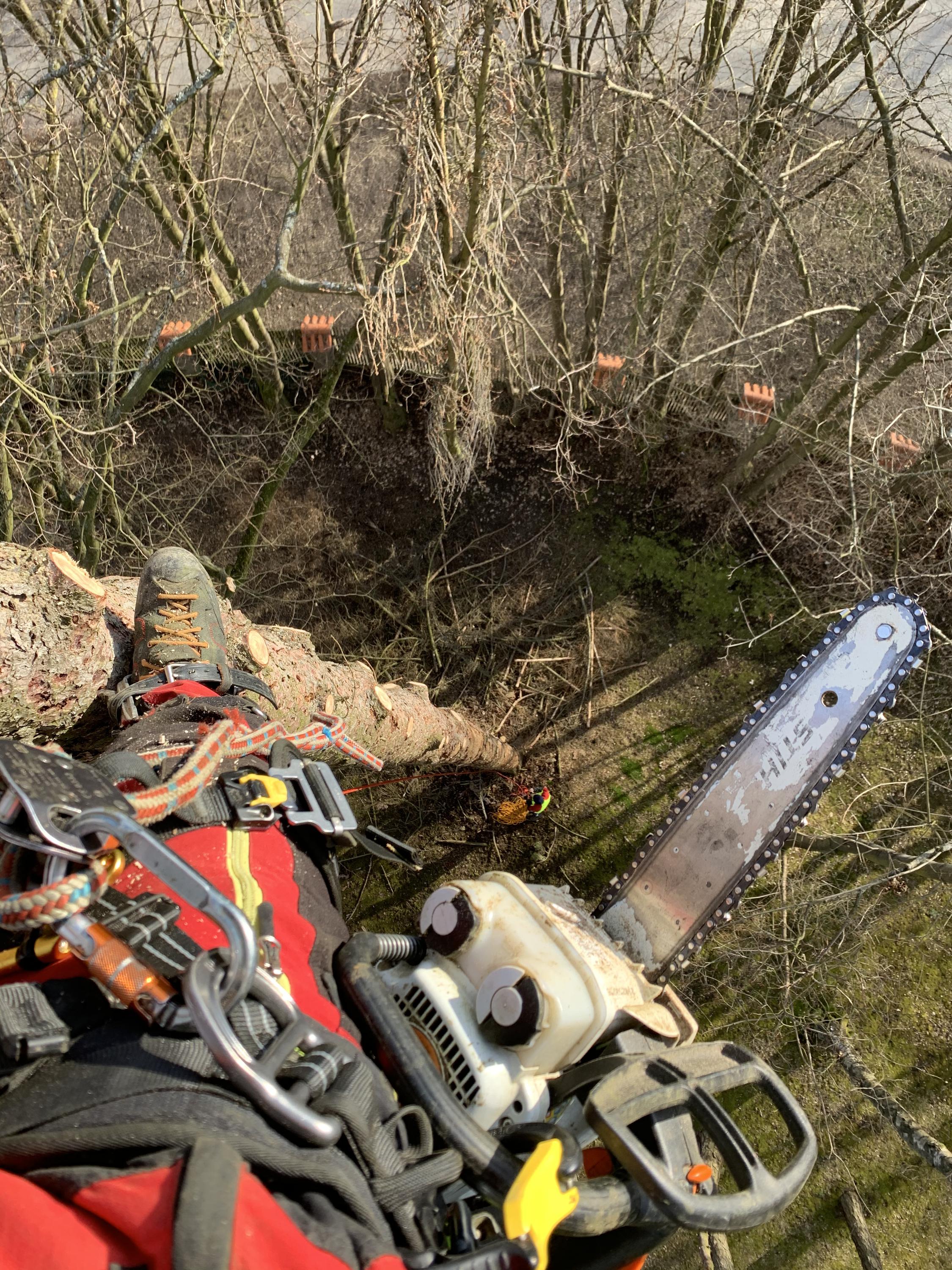 ArboSOS - Rizikové kácení stromu a výškové práce foto 3