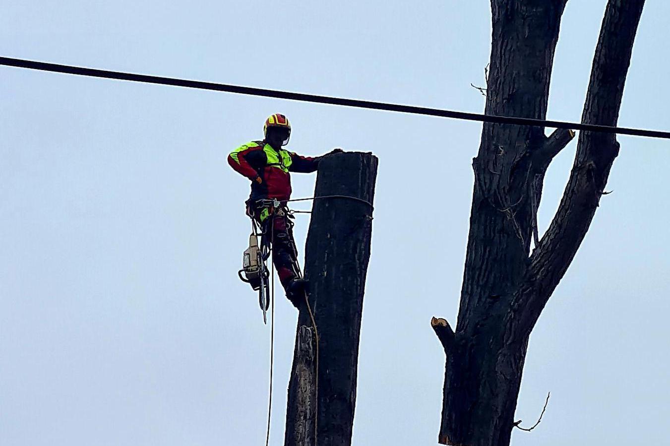 Arboristika-Těžba dříví foto 1