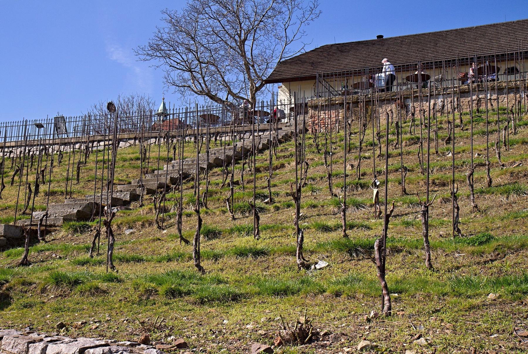 Vinice a vinotéka sv. Kláry - Botanická zahrada Praha foto 4