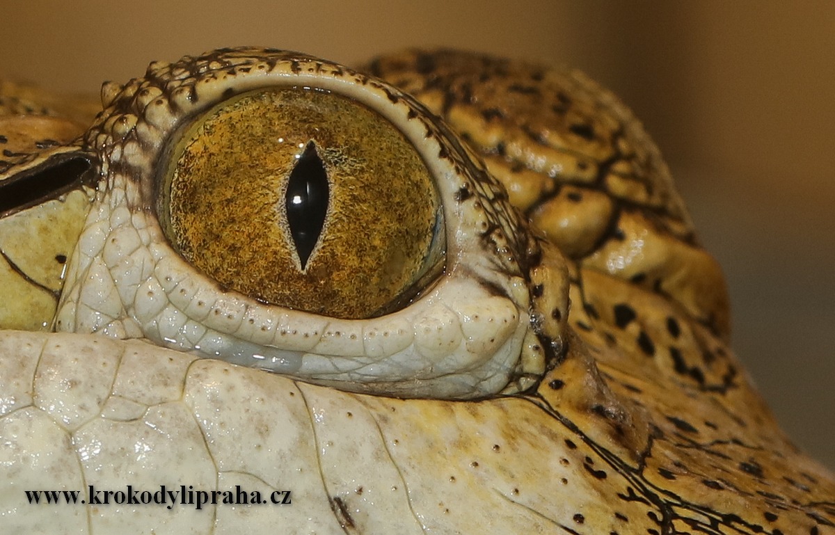 Krokodýlí a želví ZOO Praha foto 4