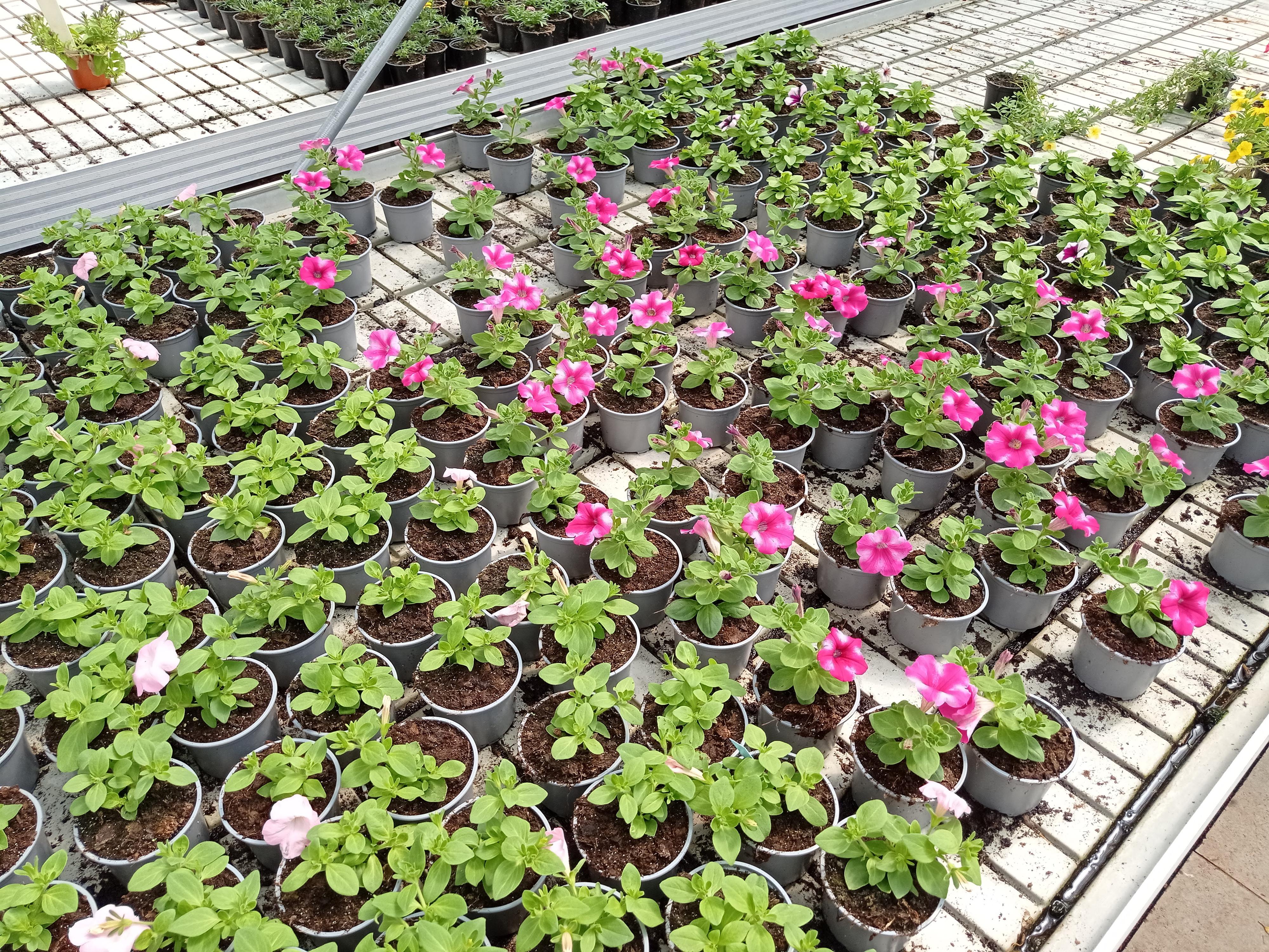 Zahradnictví Sládeček - Květena Opava foto 4