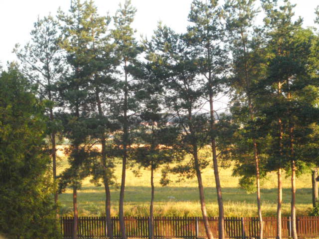 Kácení a údržba flóry Antonín Kollman foto 2