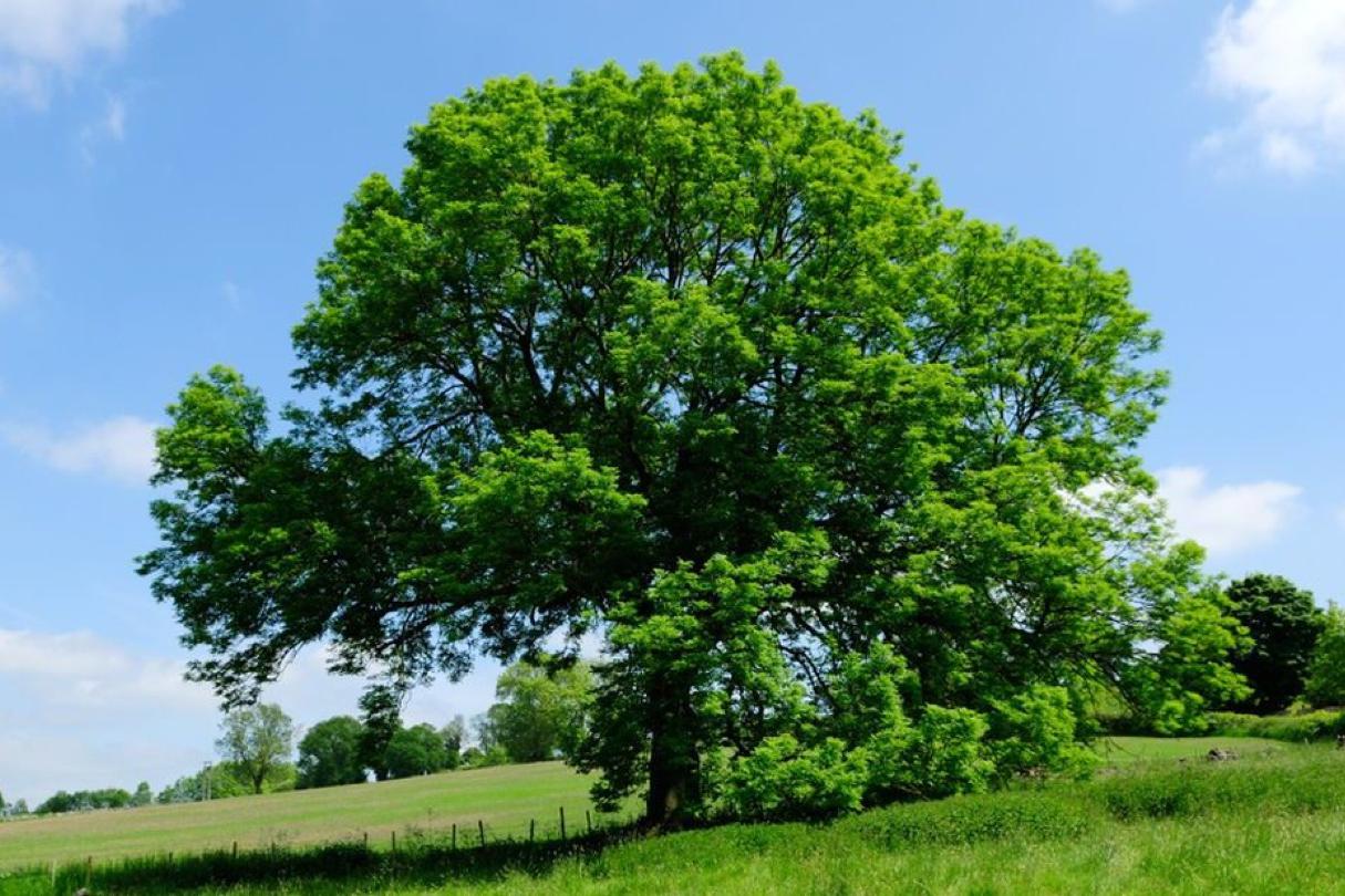 Kácení a údržba flóry Antonín Kollman