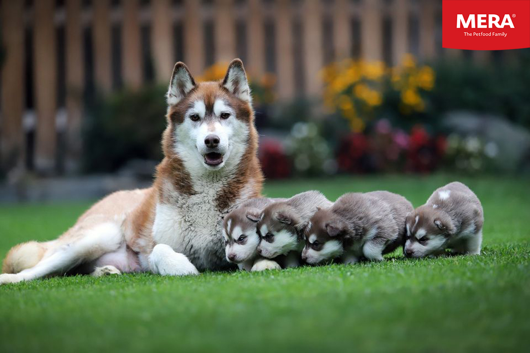 Meradog.cz foto 3