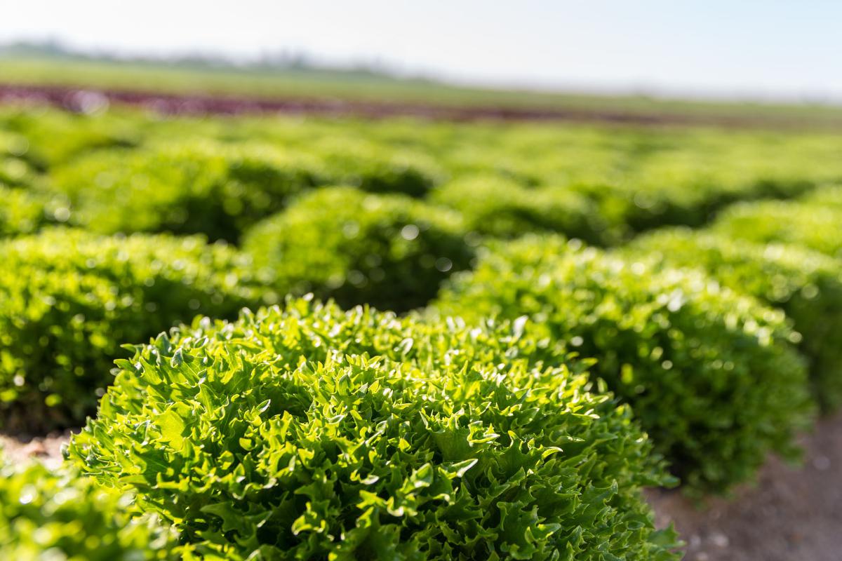 Odbytové družstvo Polabí foto 1
