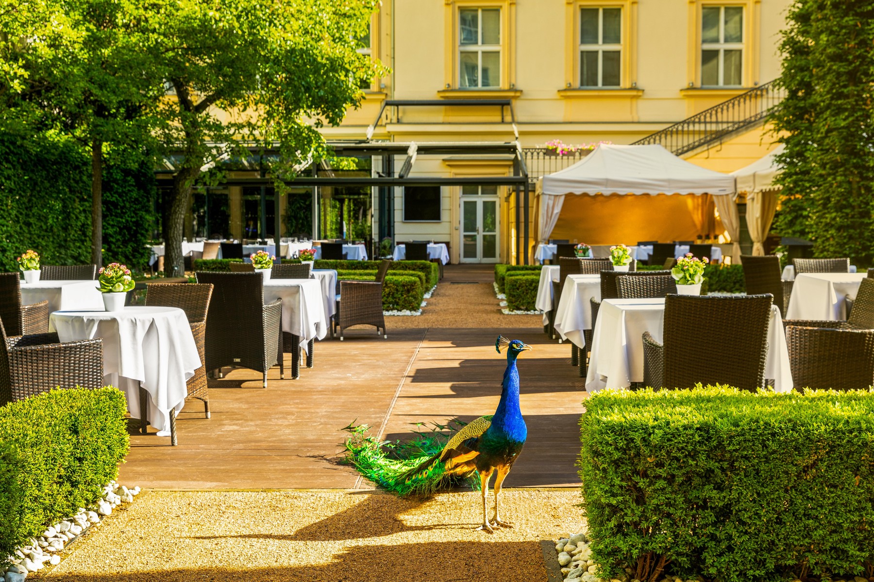 Le Grill Restaurant foto 4