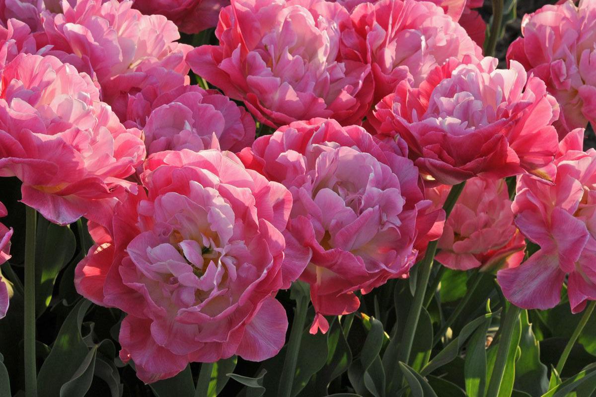 cibulkyzholandska.cz