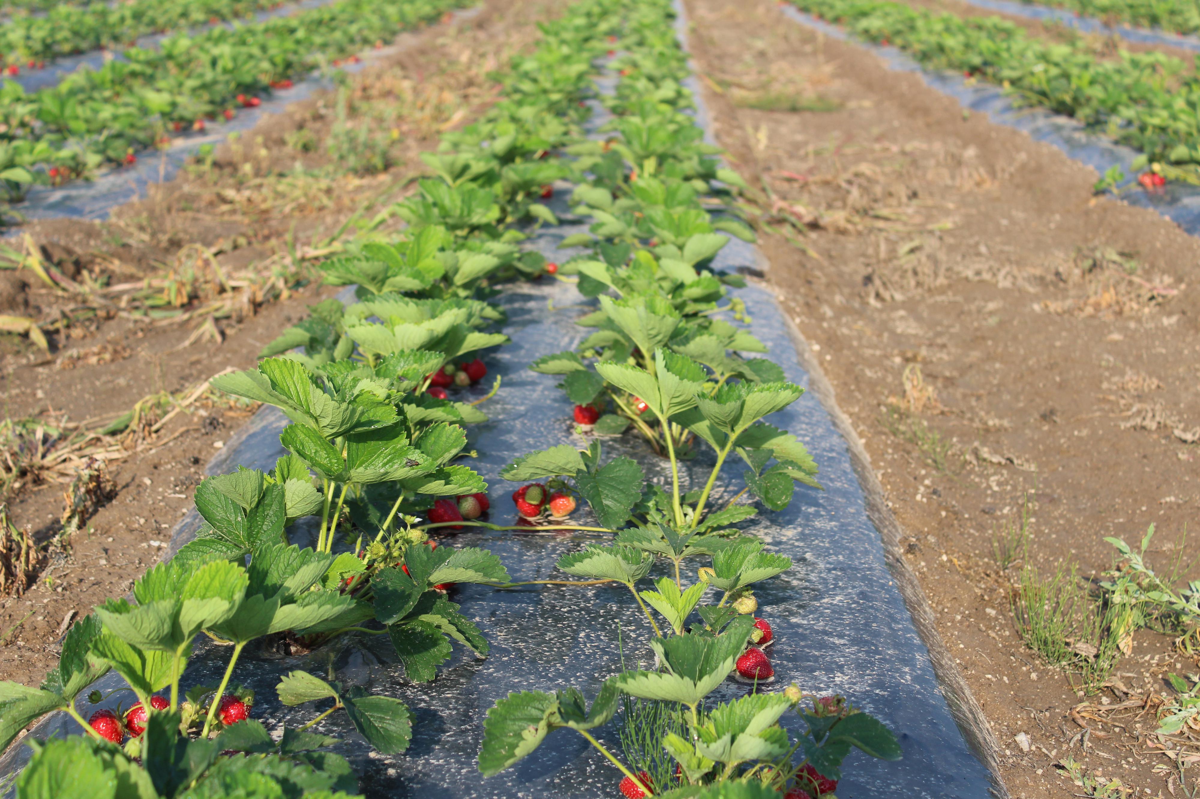 Zahradnictví U Růženky foto 3