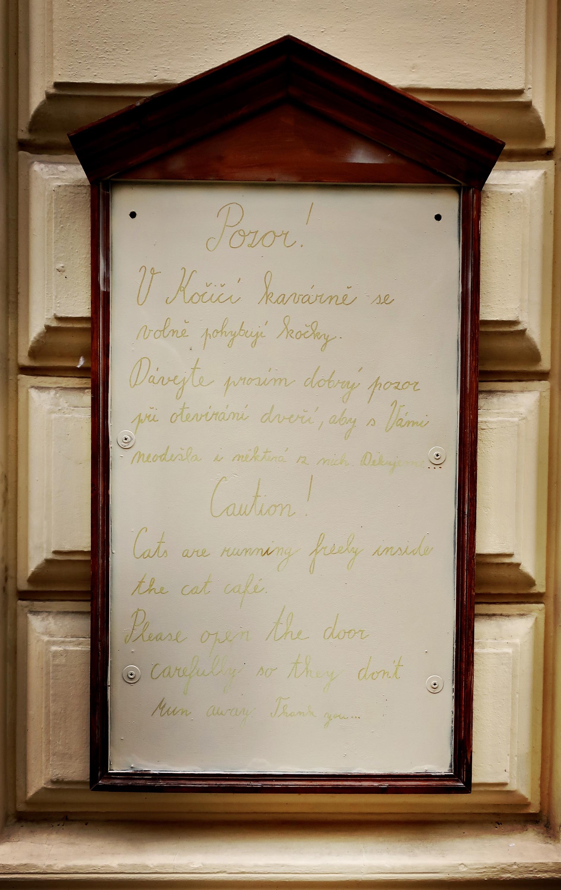 Kočičí kavárna foto 4