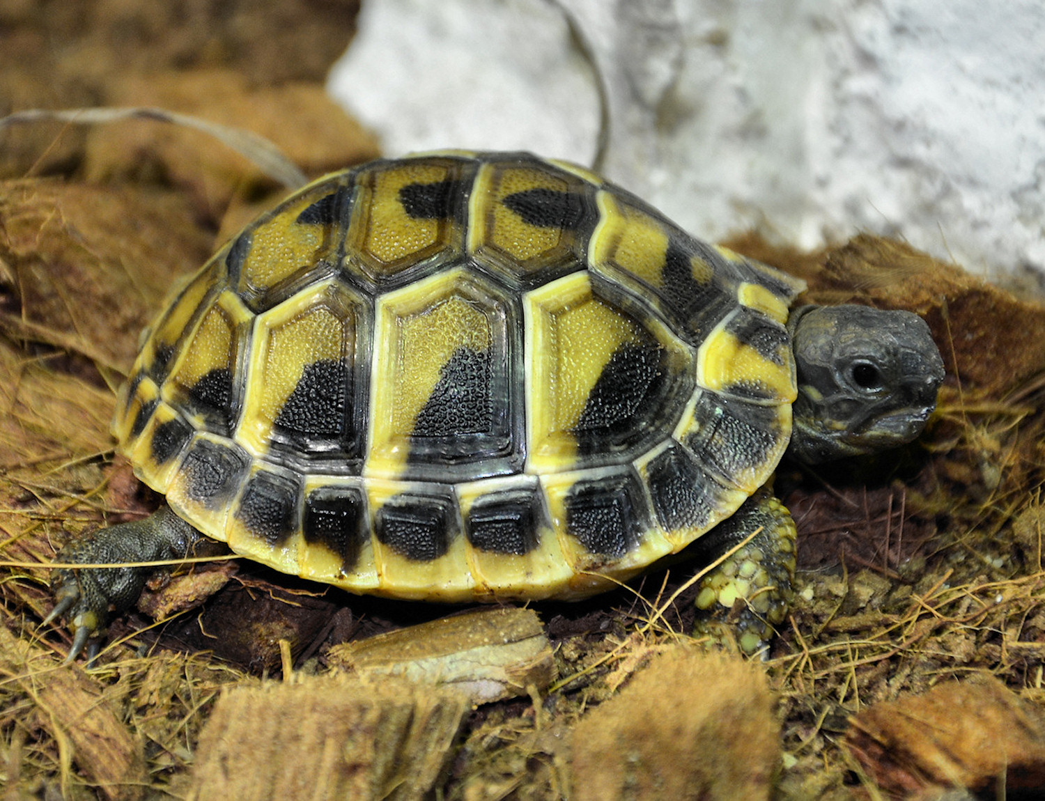 Tortoises foto 2