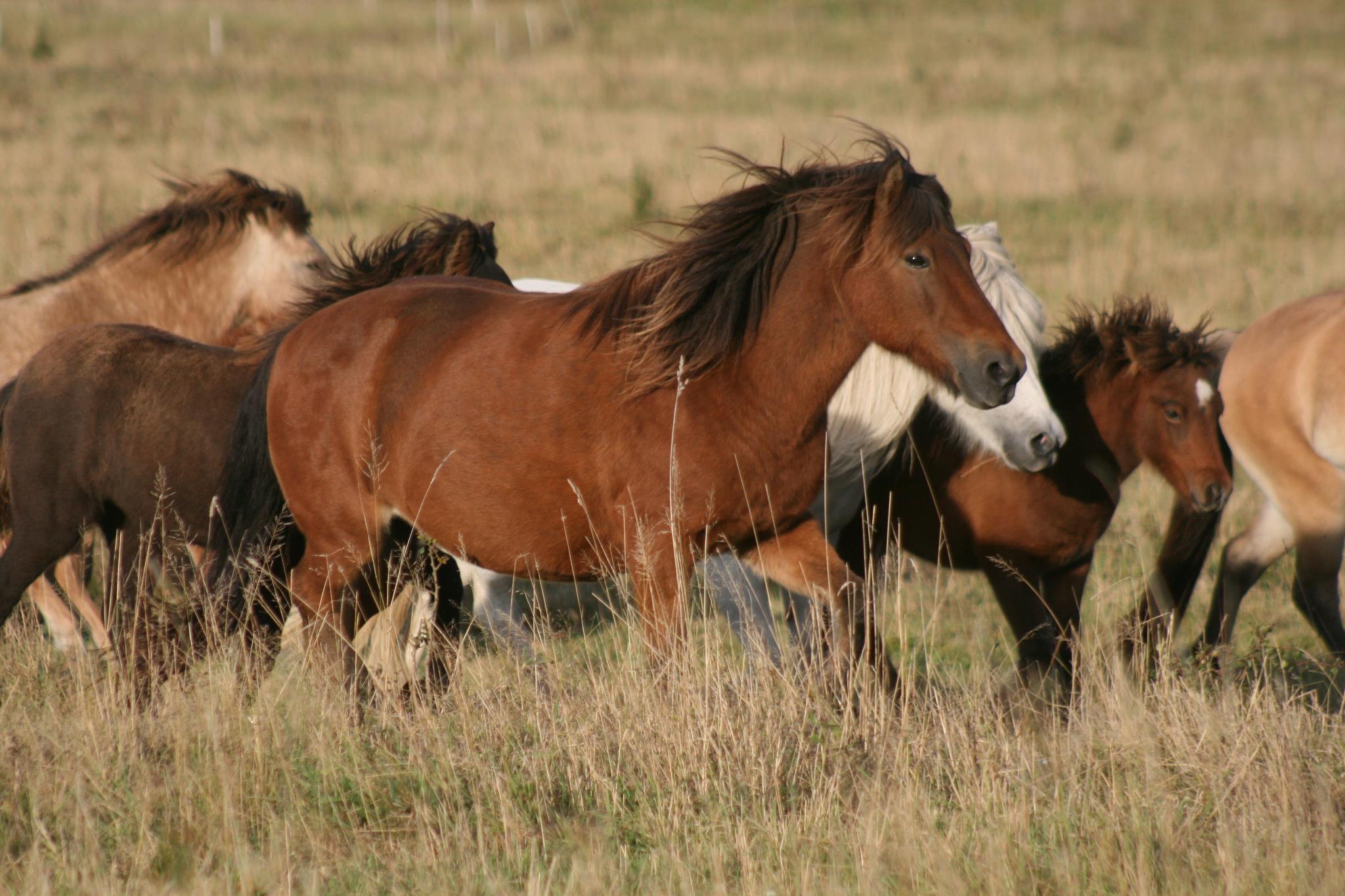 Vikinghorse Milevo foto 2