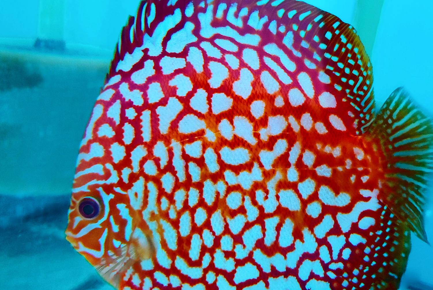 Szatakvariumslovakia.cz