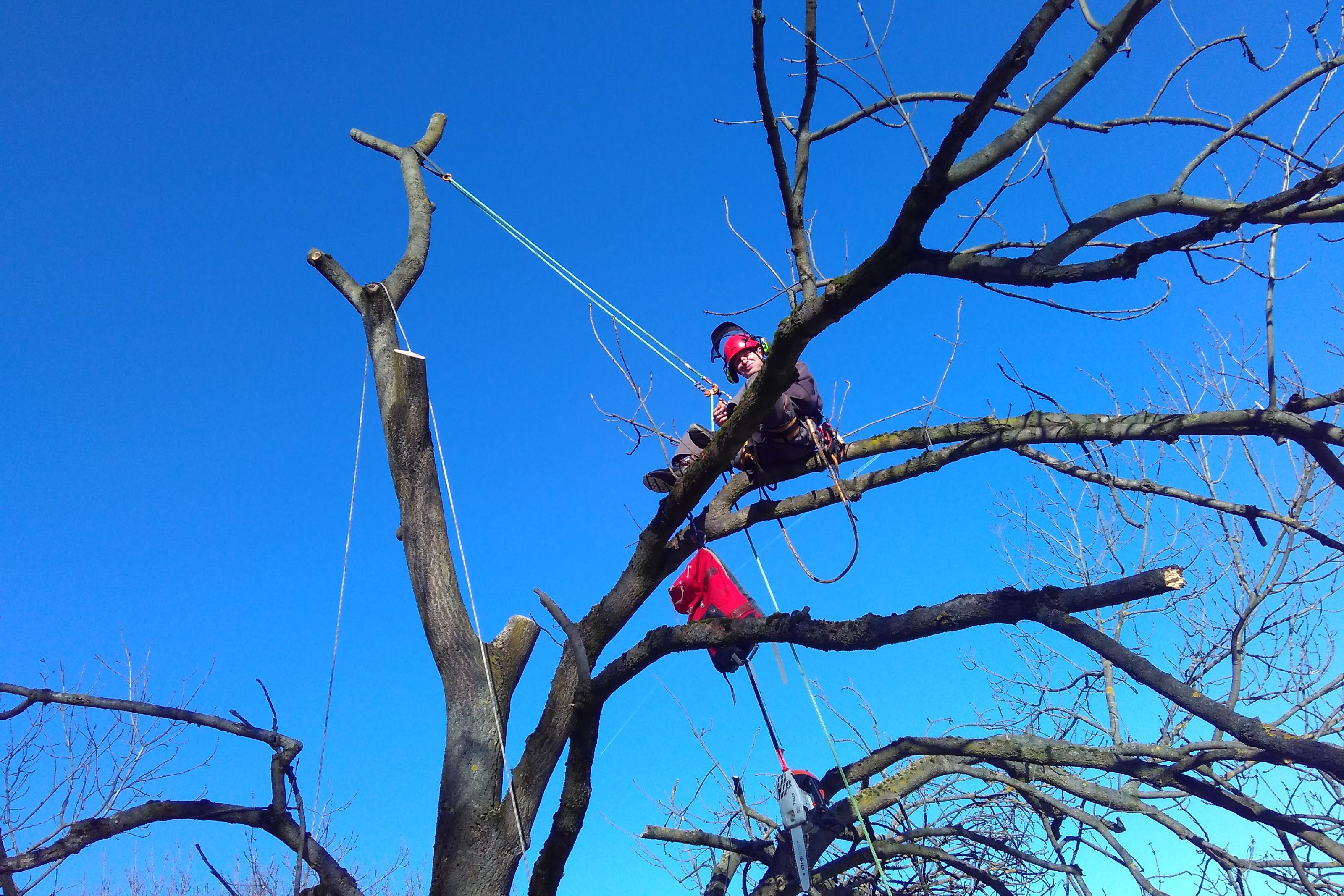 Arbostrom.cz - odborná péče o stromy, rizikové kácení