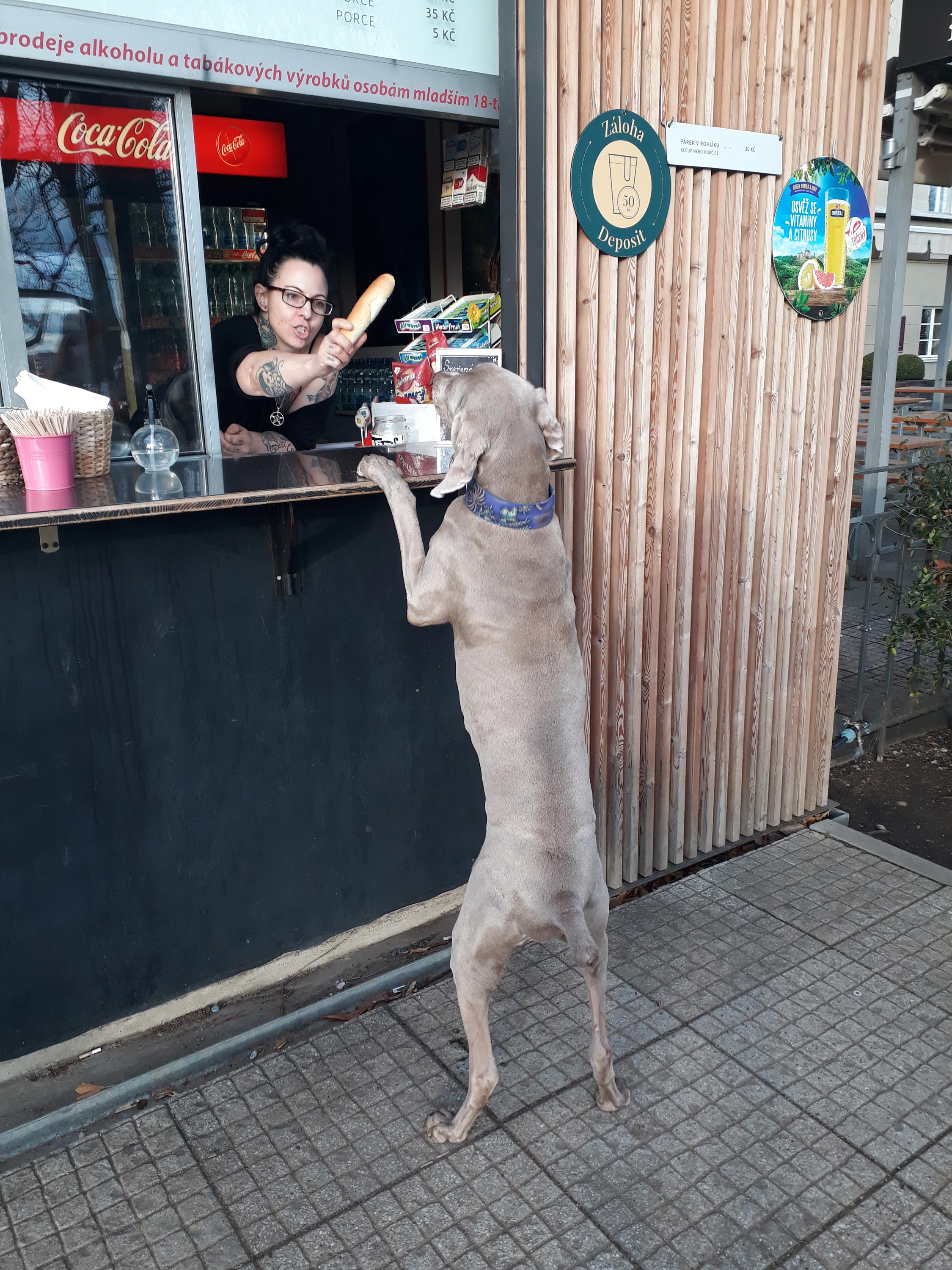 Občerstvení Letenský zámeček foto 4