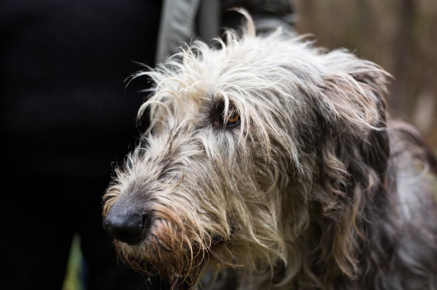 Nadační fond Irský vlkodav