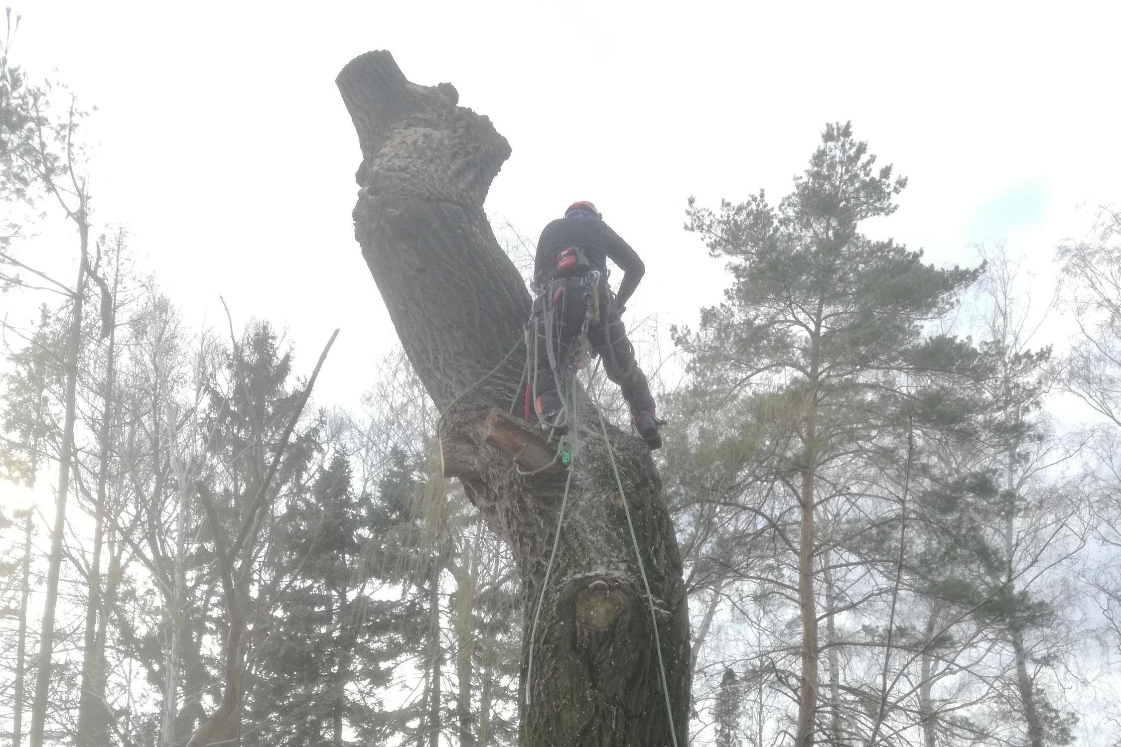 Rizikové kácení stromů - DIRECT PRO s.r.o.