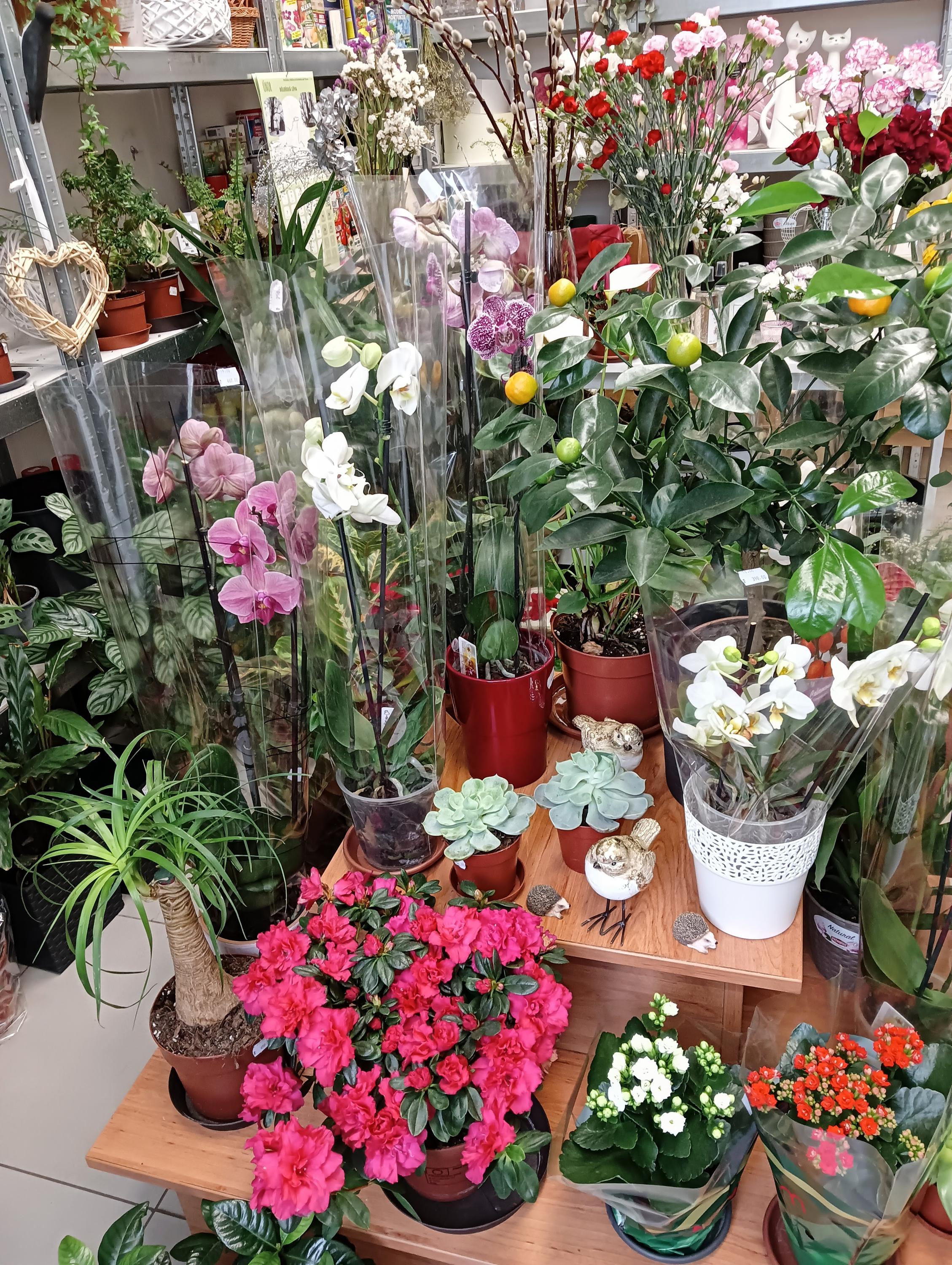 Květinářství Milujemekvetiny.cz foto 3