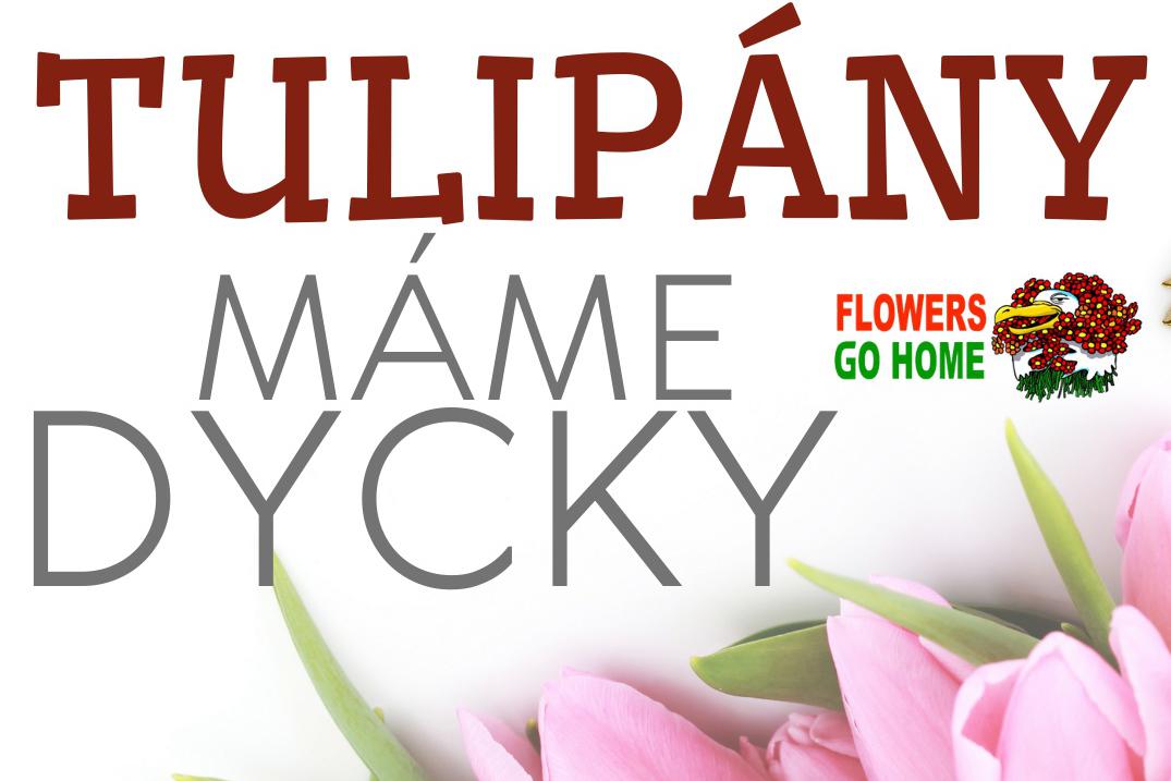 Tulipány Praha