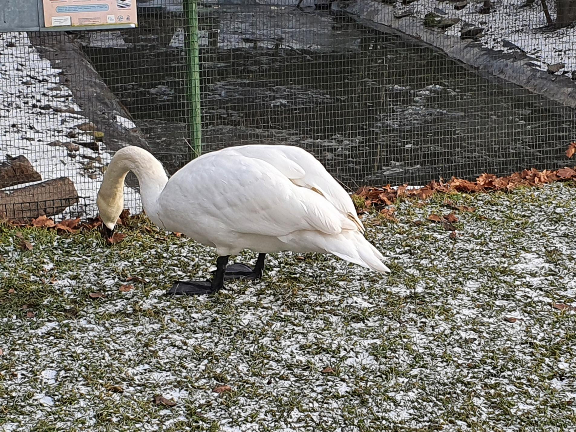 AVES foto 6