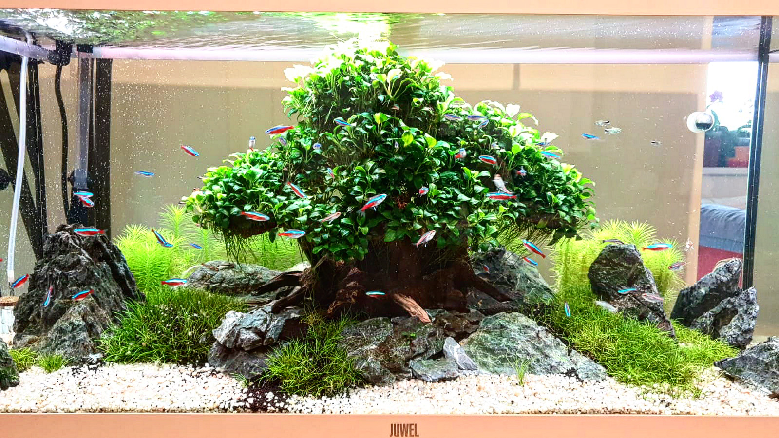 Aquascaping4you - Josef Kapal foto 3