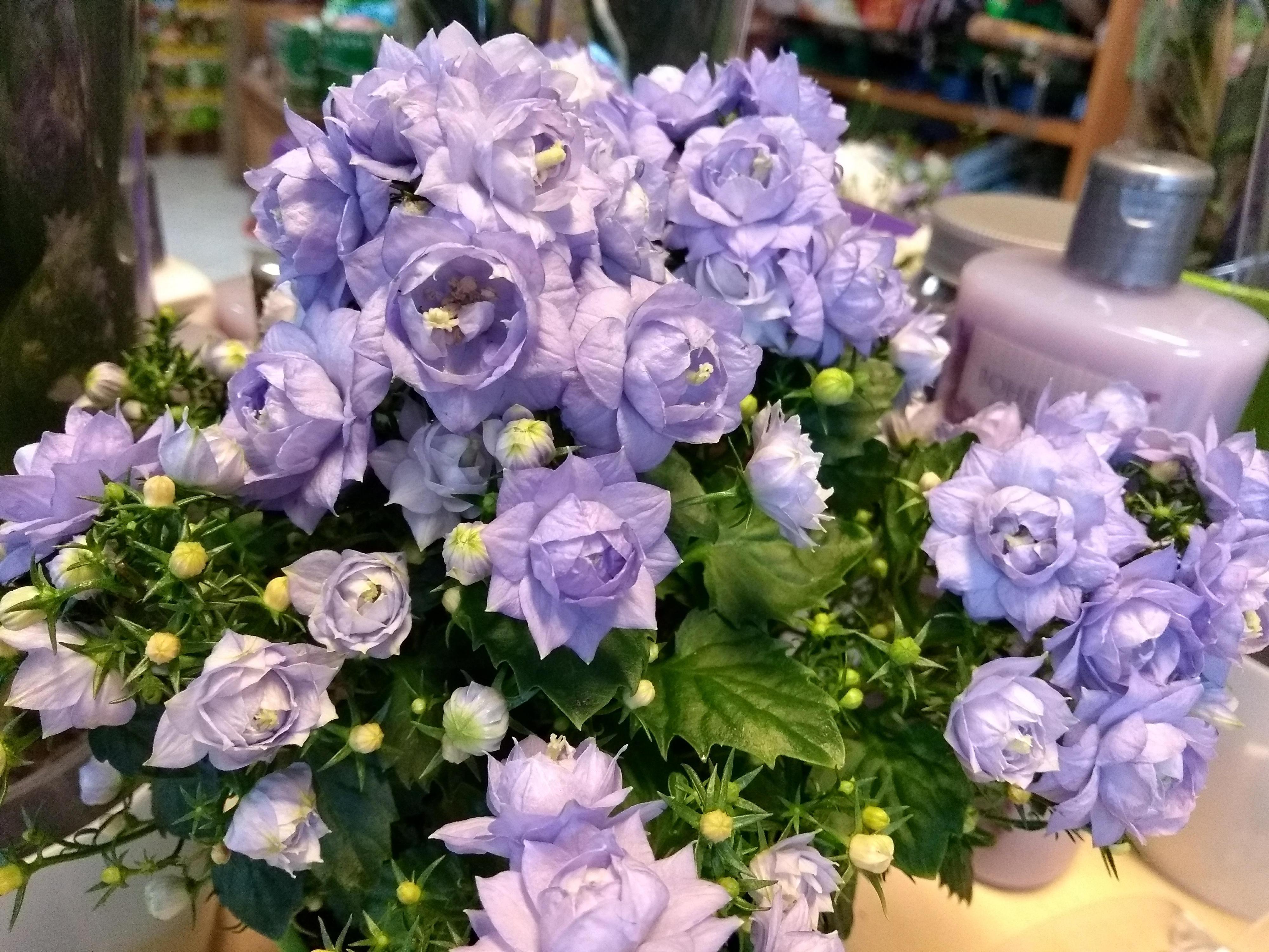 Zahradnidum.cz foto 2