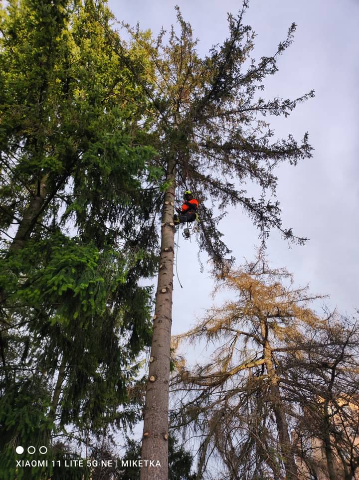 Jiří Miketa - Rizikové kácení a řezy stromů foto 3