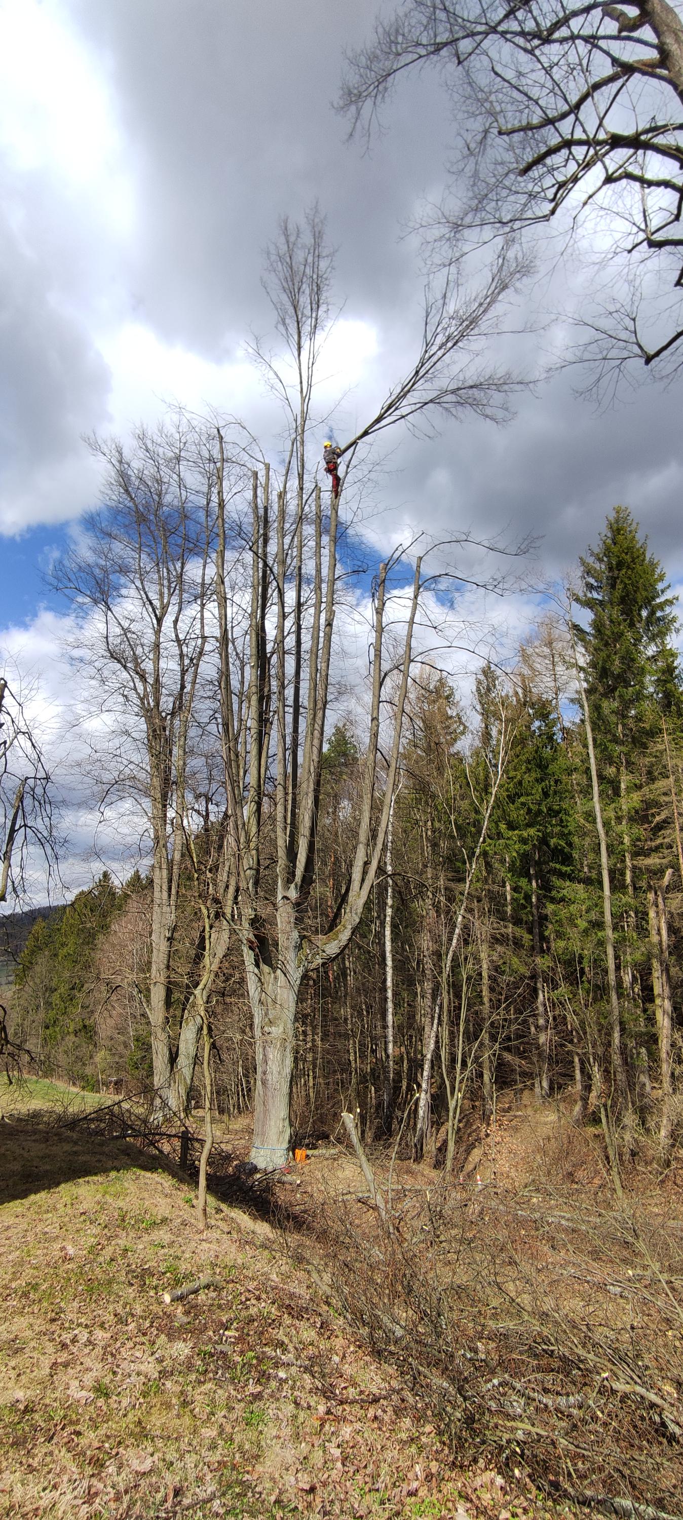 ArboBlazek.cz foto 4