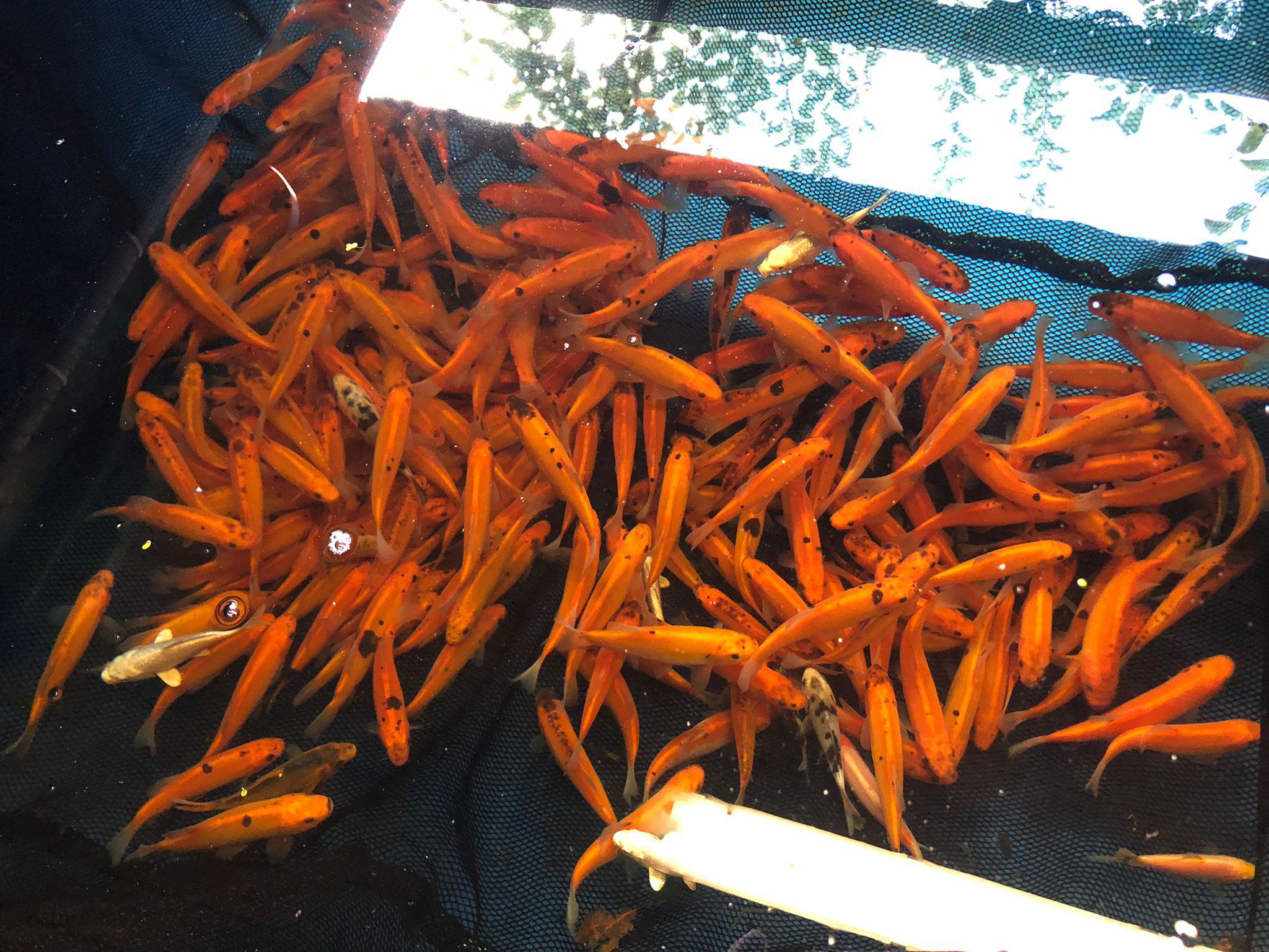 Chov ryb Jan Havelka foto 2