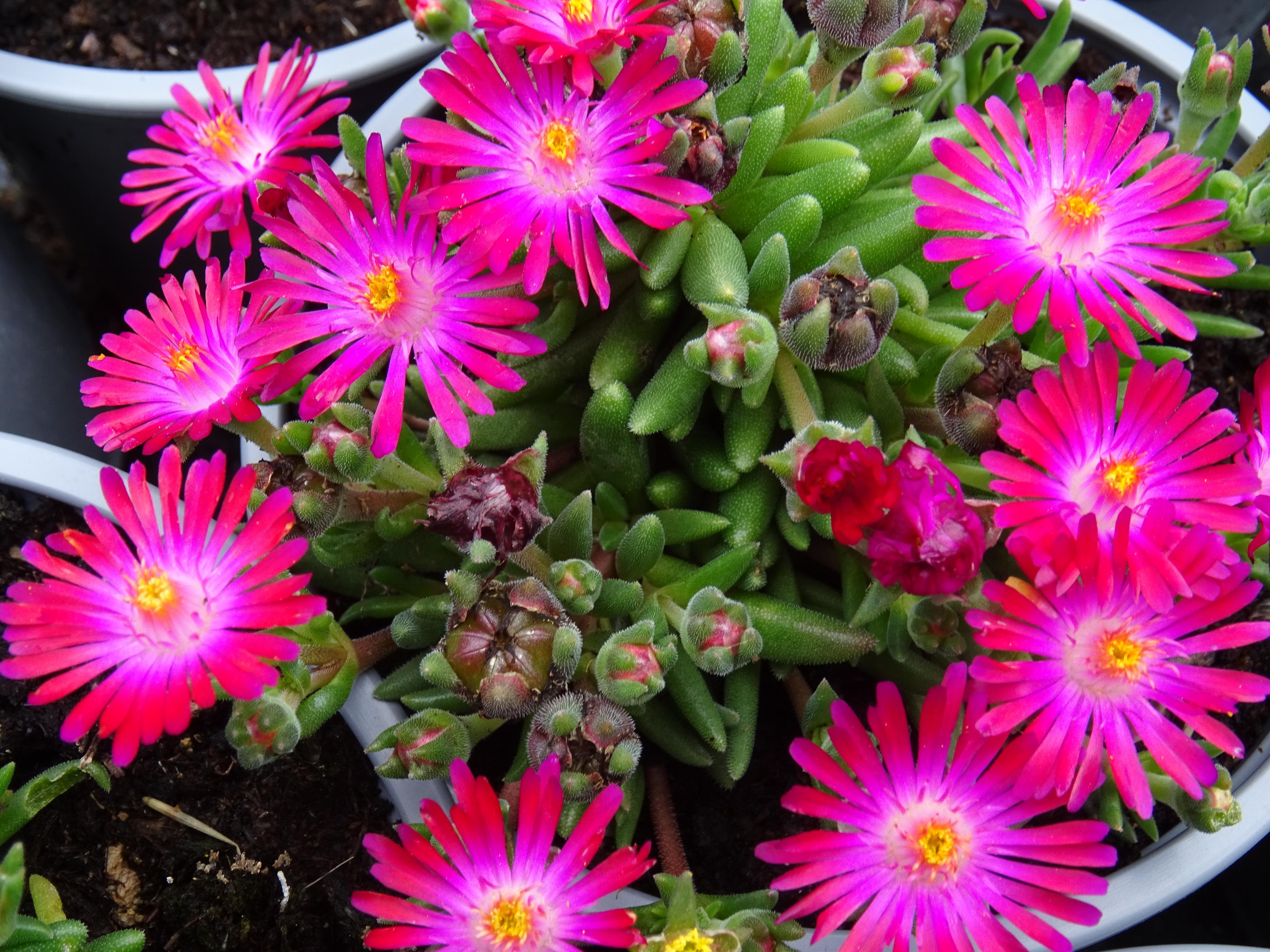 Květinářství Kovalčík foto 4