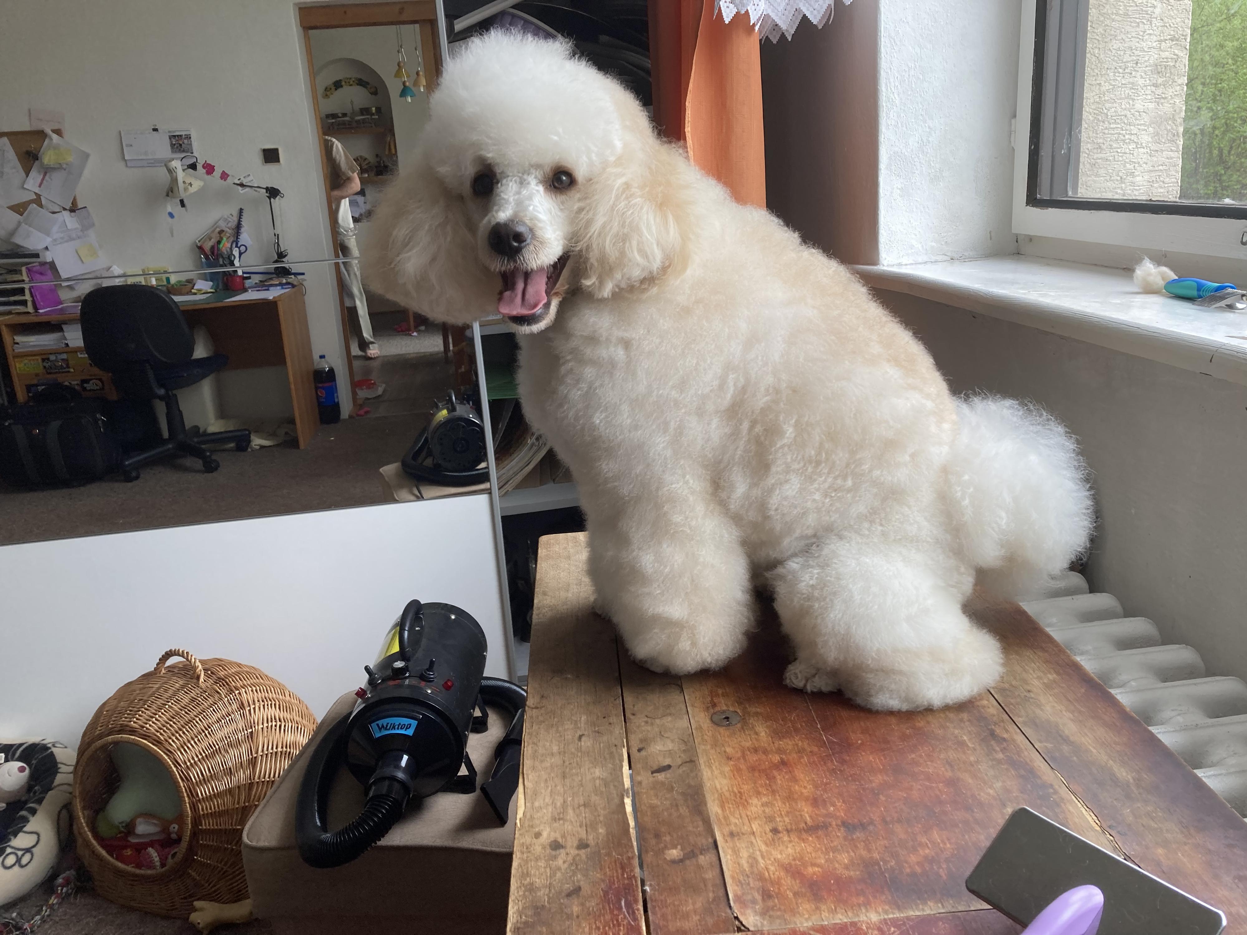 Mobilní psí salón Happy Tail foto 4