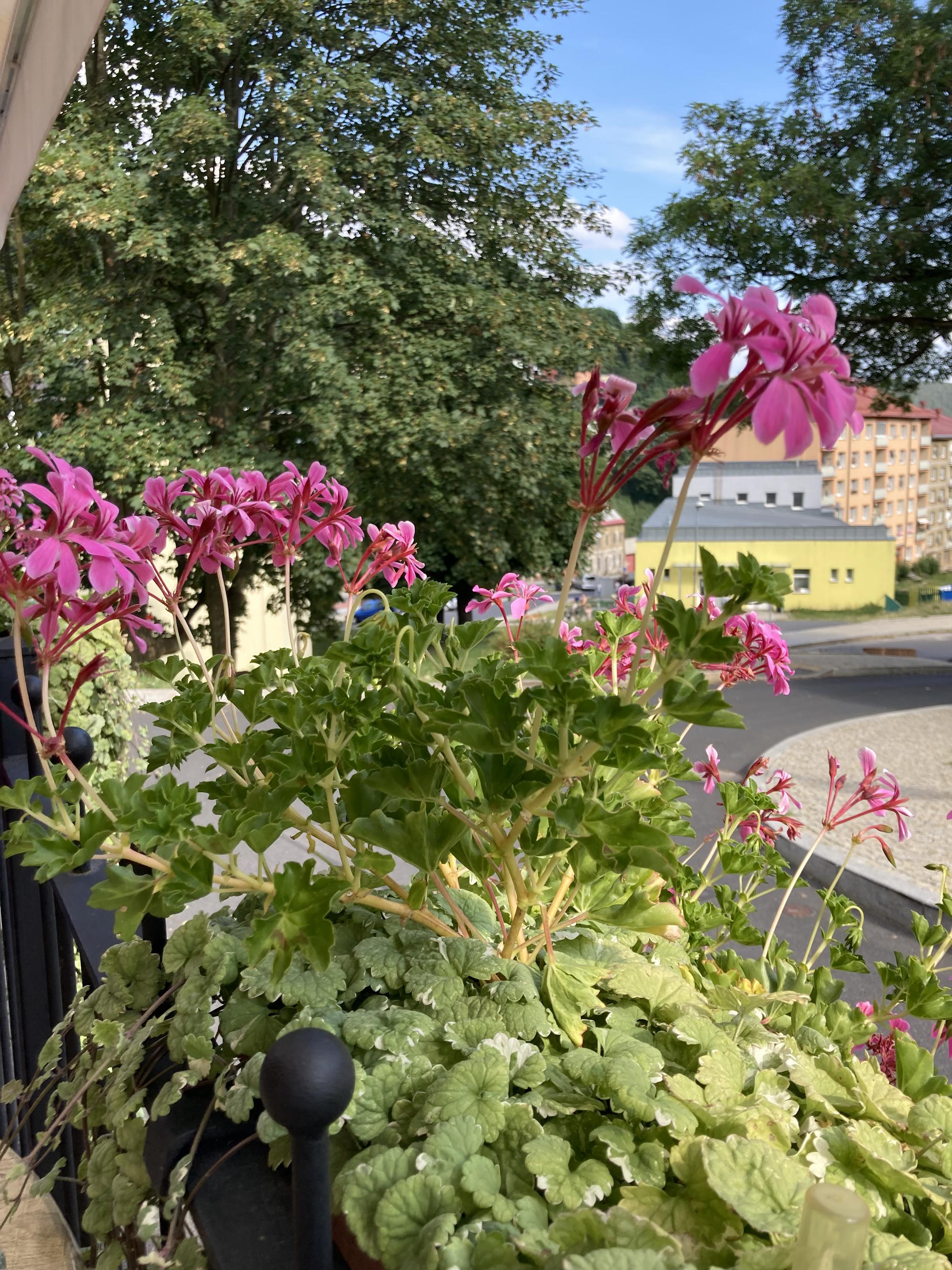 Cukrárna U Cukrářů foto 6