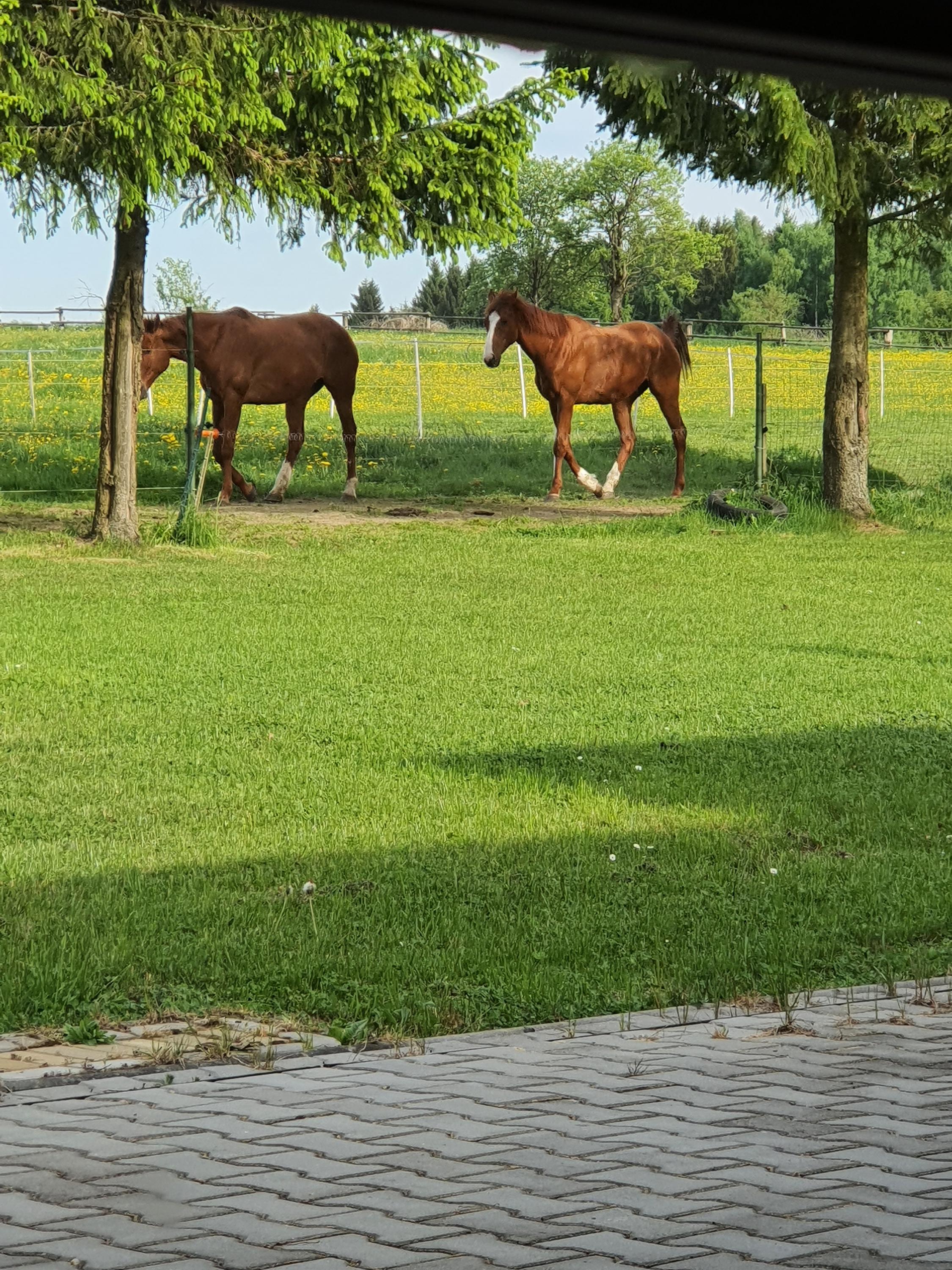 Farma Horní Paseky foto 5