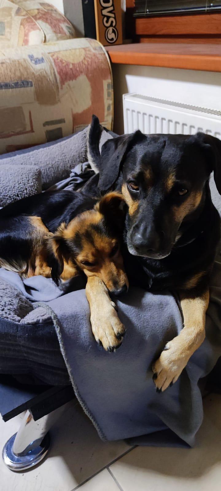 Česká společnost přátel zvířat, z.s., Útulek ,, Psí domov" Řepnice foto 3