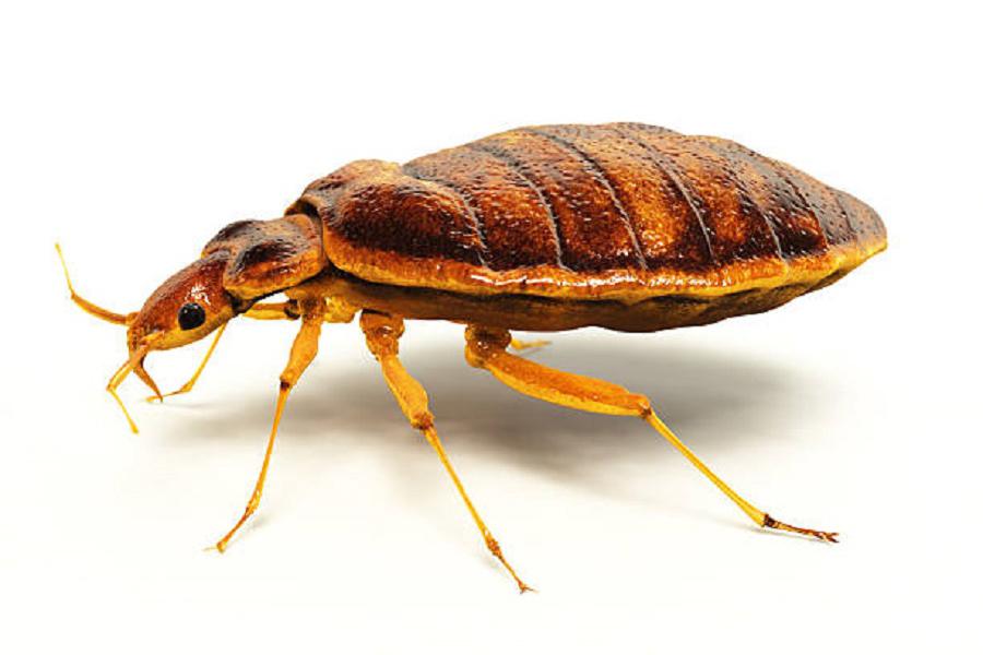 Dezinsekce štěnic do 24 hodin