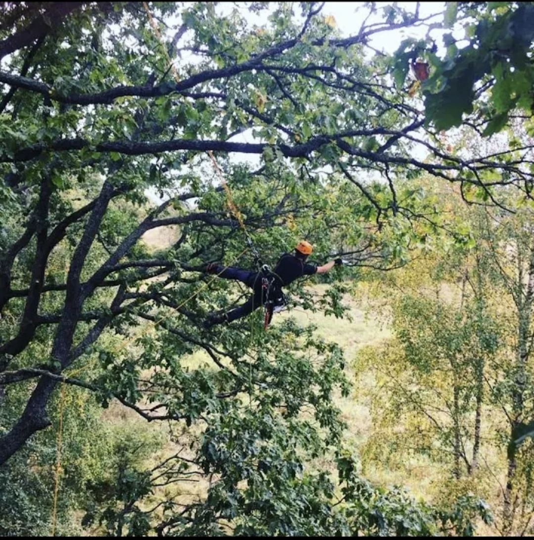 Tree Works - rizikové kácení a prořez stromů foto 5