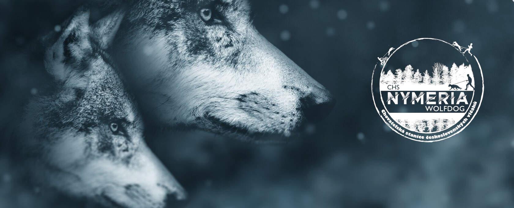 Nymeria wolfdog foto 2