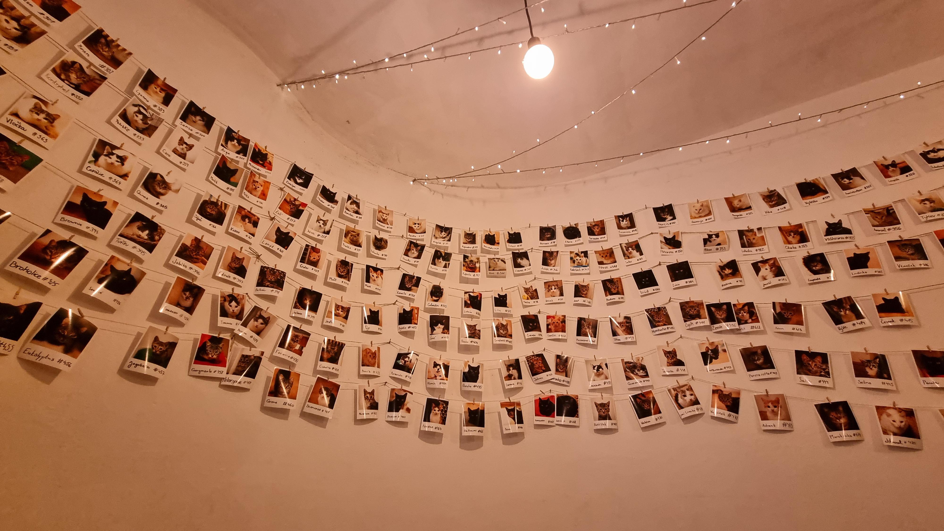 Pelíšek - kočičí kavárna