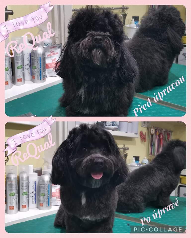 PSÍ SALON HÁJEK foto 3